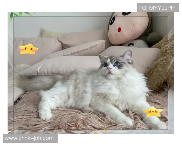 足球布偶猫的尴尬瞬间让人忍俊不禁的搞笑故事分享